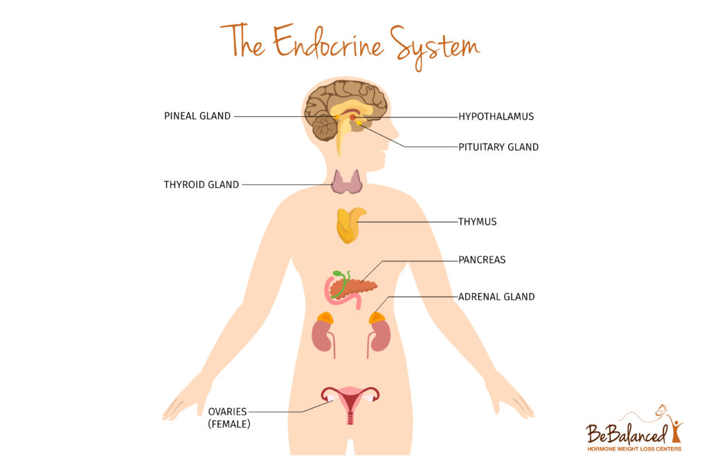Female anatomy that is affected when balancing hormones.